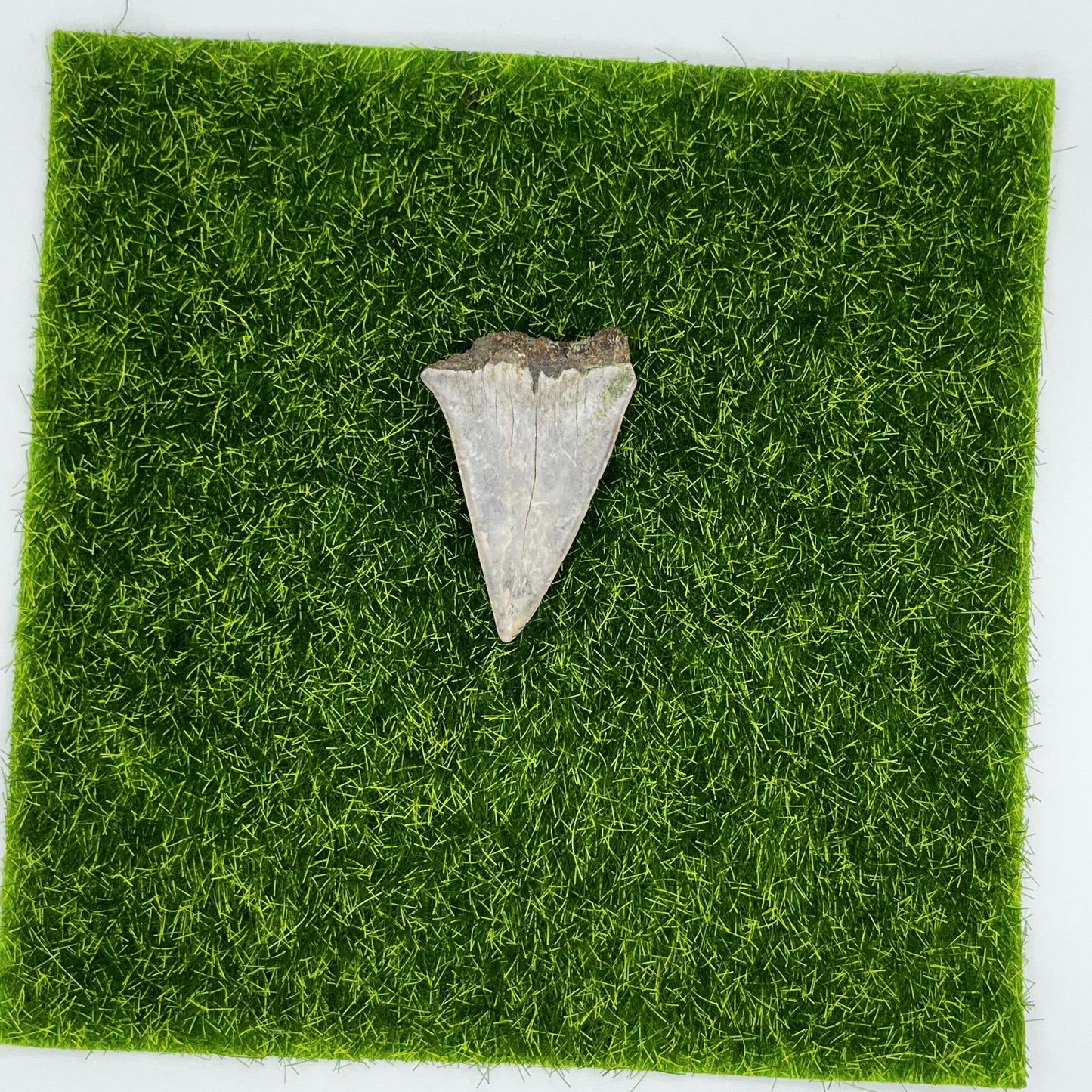 1.90" Mako Shark Tooth Fossil