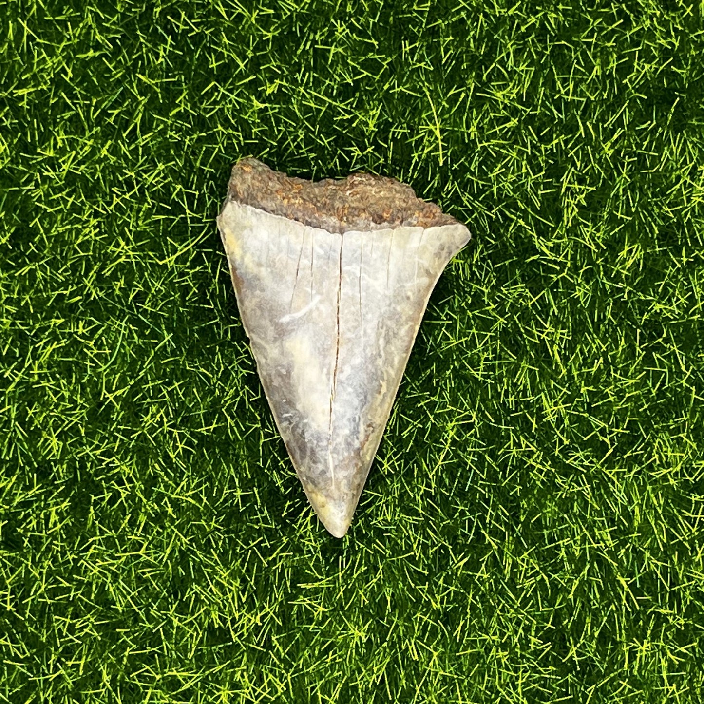 1.90" Mako Shark Tooth Fossil