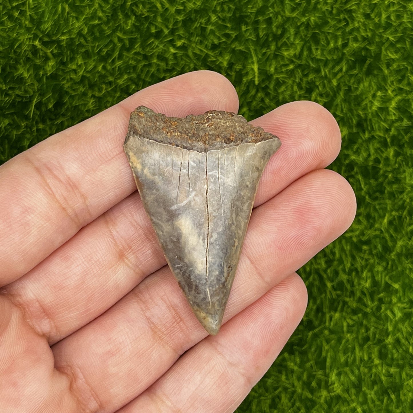 1.90" Mako Shark Tooth Fossil