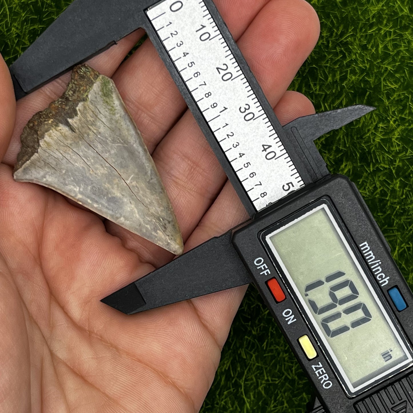 1.90" Mako Shark Tooth Fossil