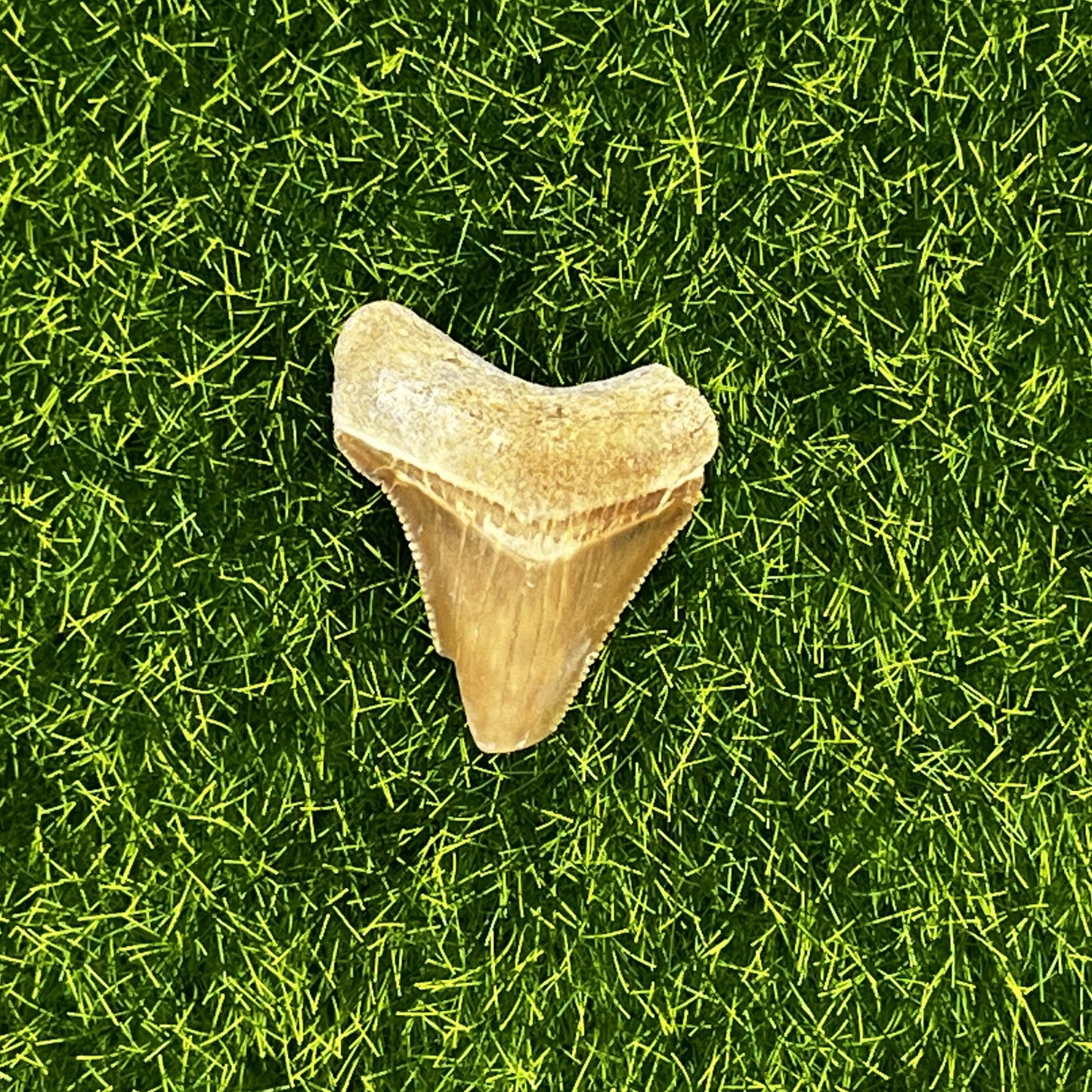1.24" Extinct Chubutensis Shark Tooth Fossil
