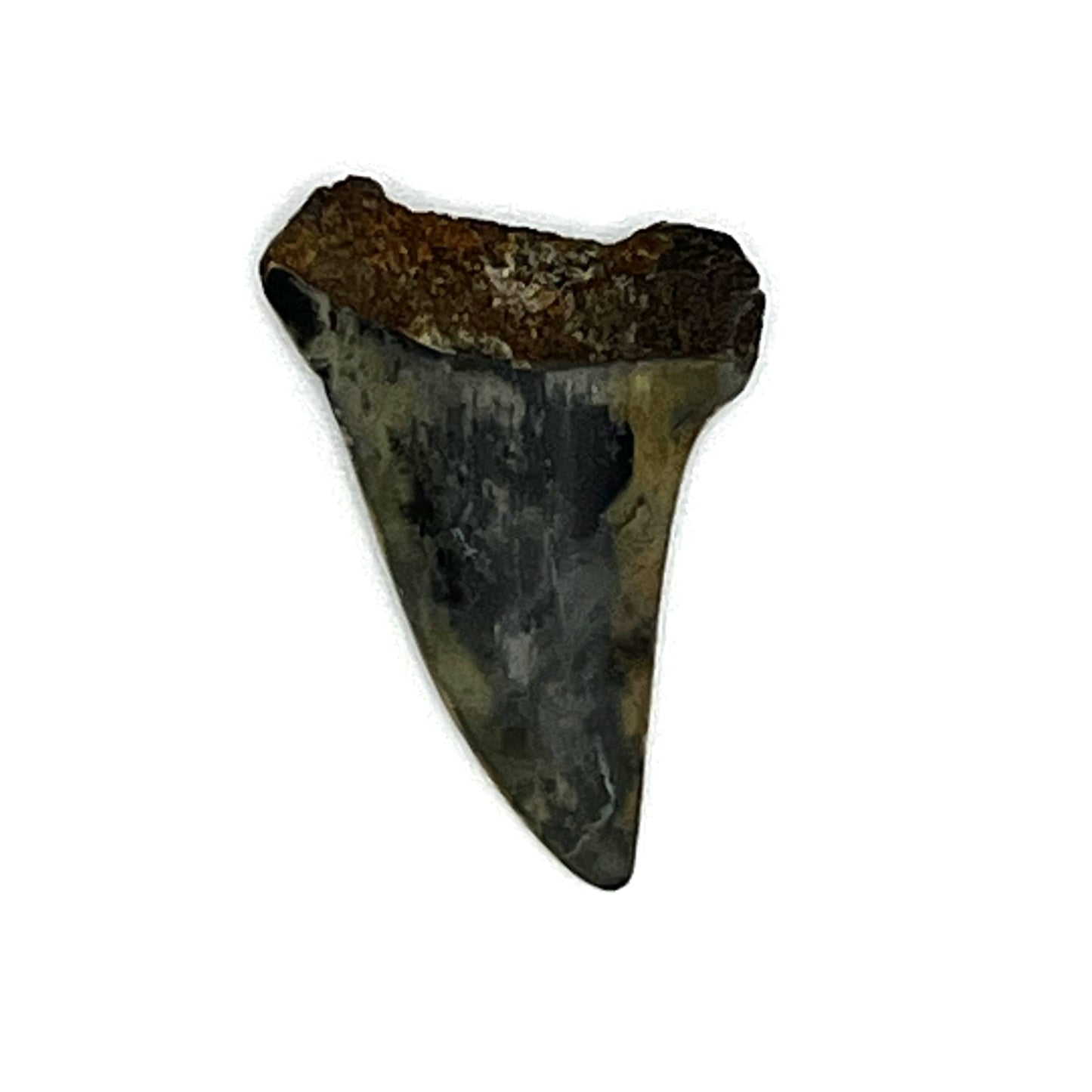 1.38" Mako Shark Tooth Fossil