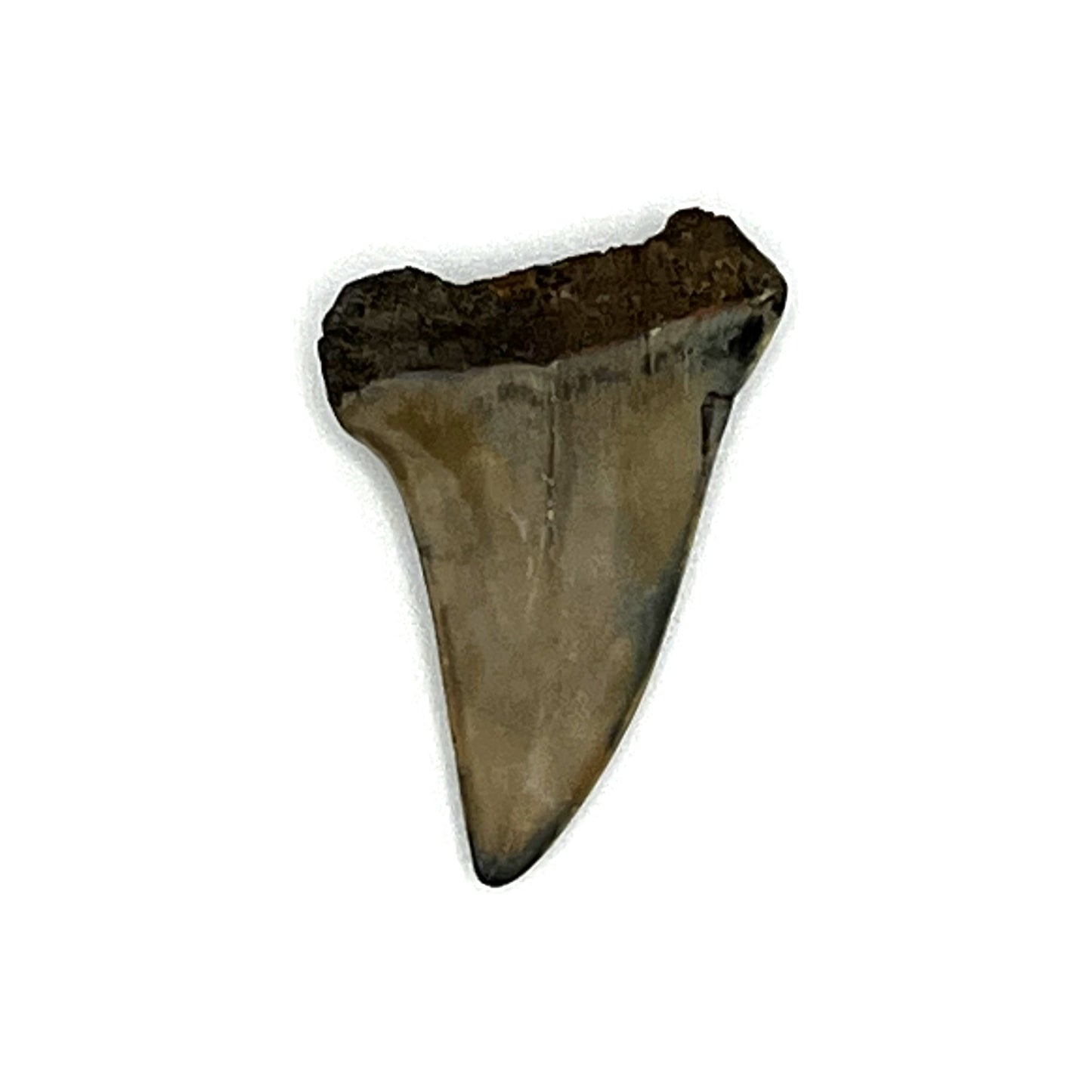 1.38" Mako Shark Tooth Fossil