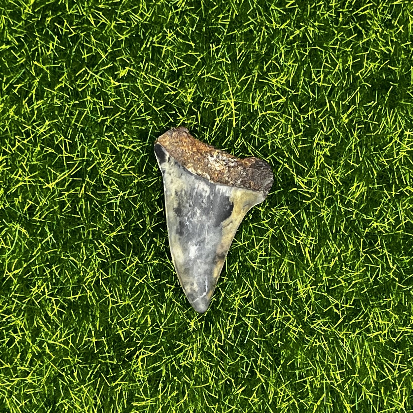 1.38" Mako Shark Tooth Fossil