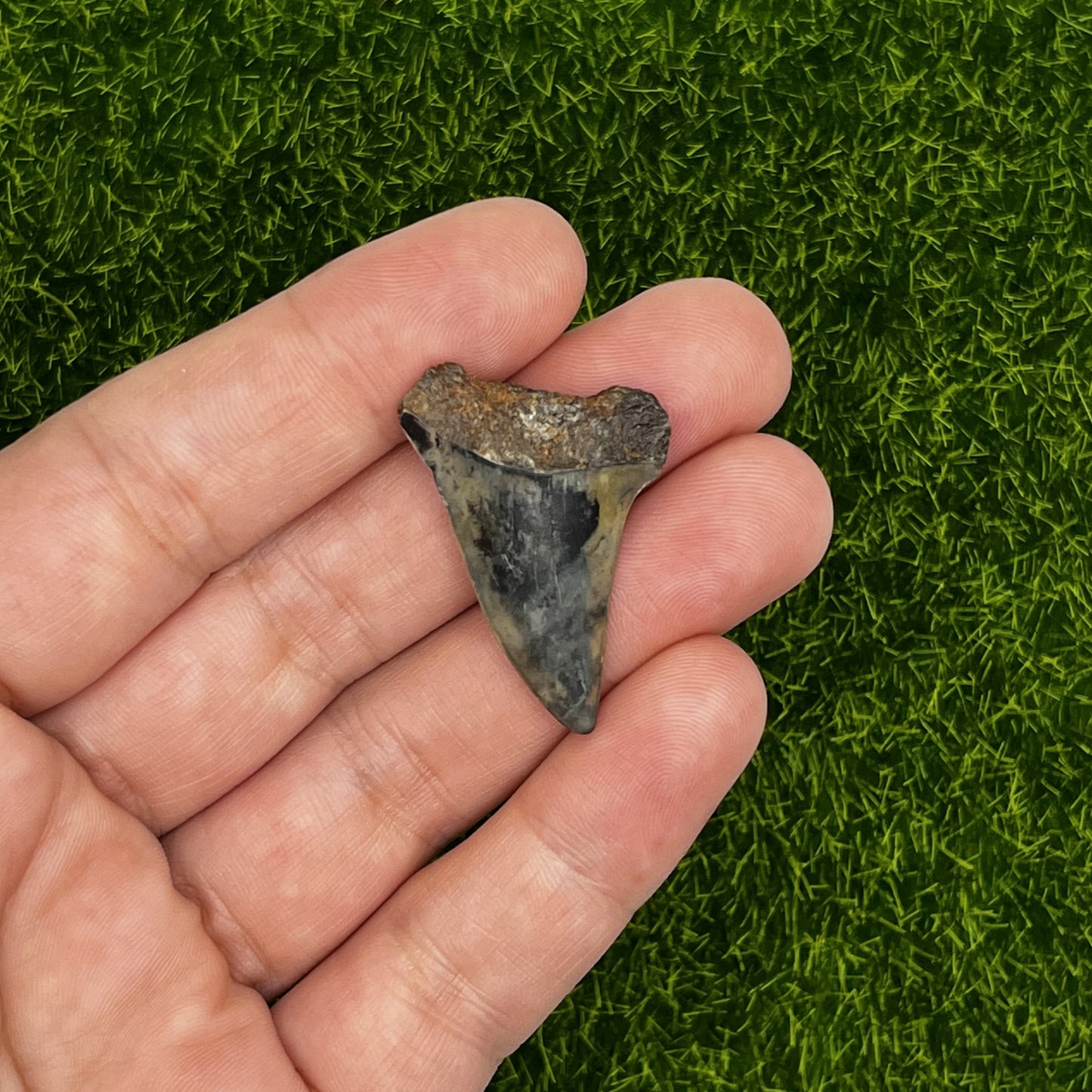 1.38" Mako Shark Tooth Fossil