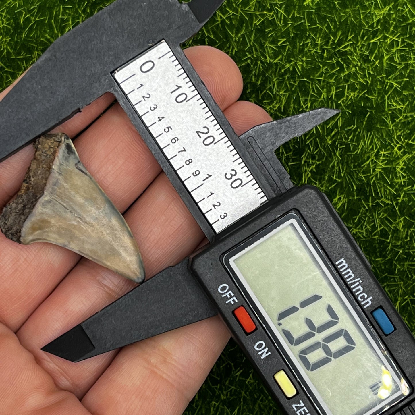 1.38" Mako Shark Tooth Fossil