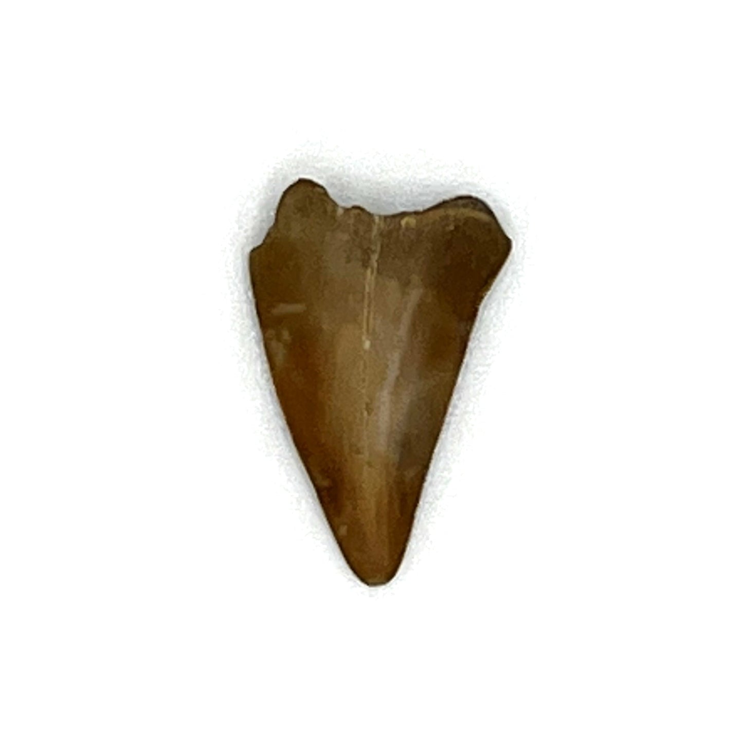 .90" Mako Shark Tooth Fossil
