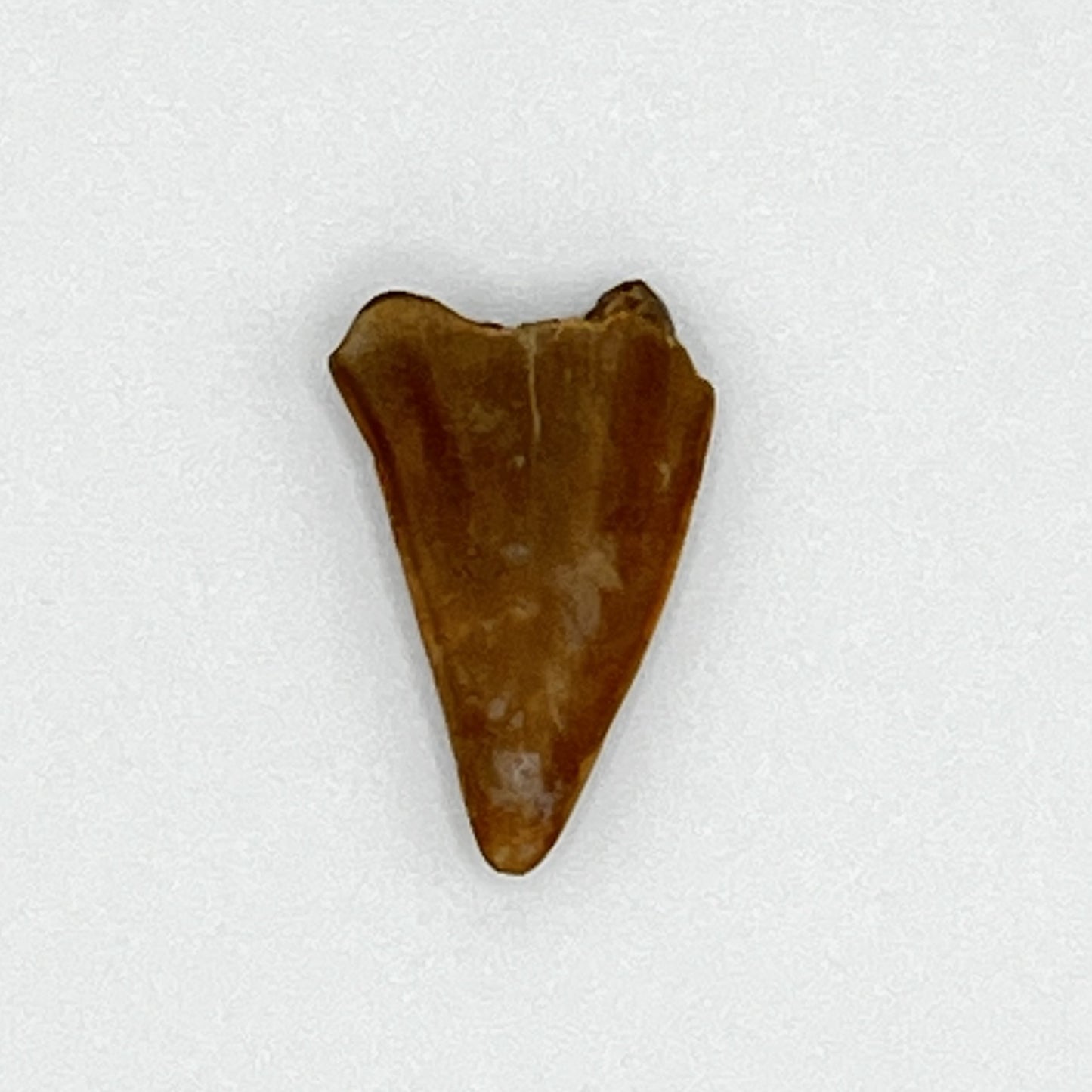 .90" Mako Shark Tooth Fossil