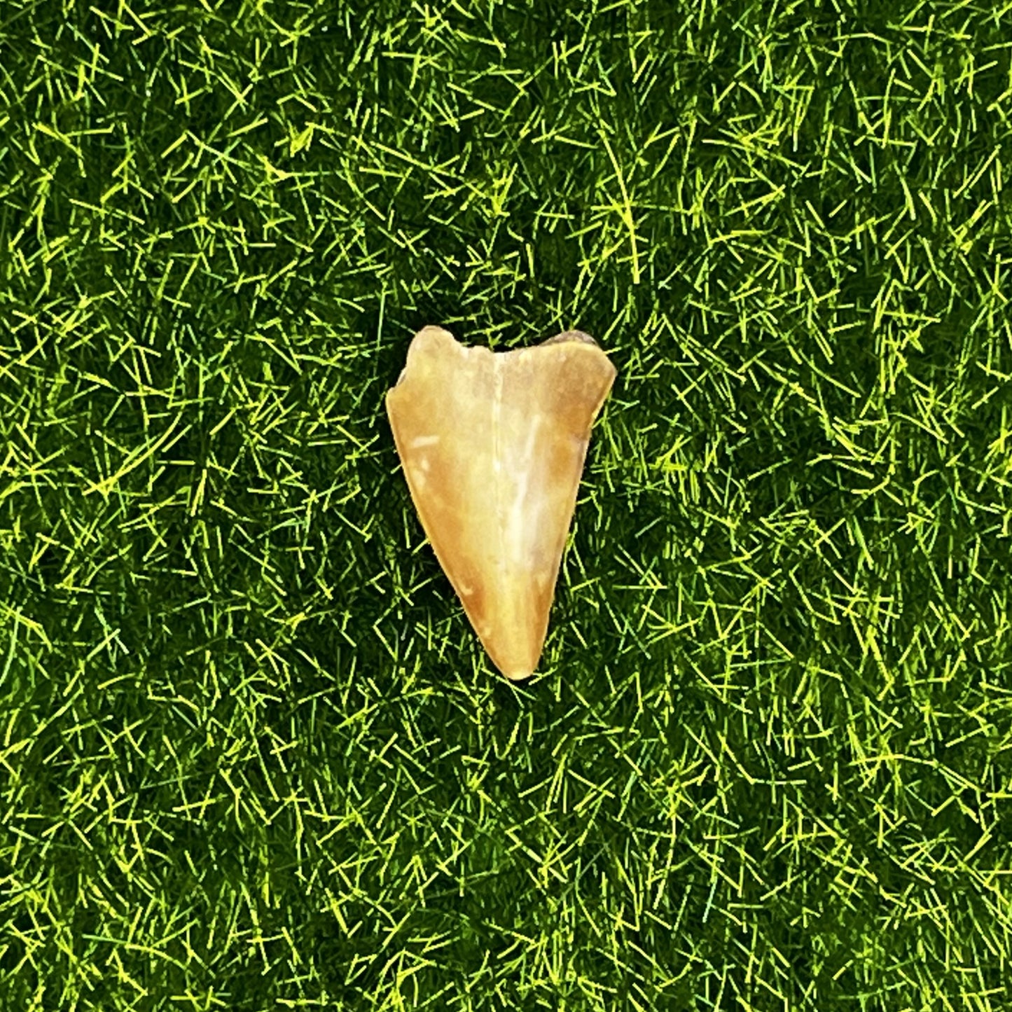 .90" Mako Shark Tooth Fossil
