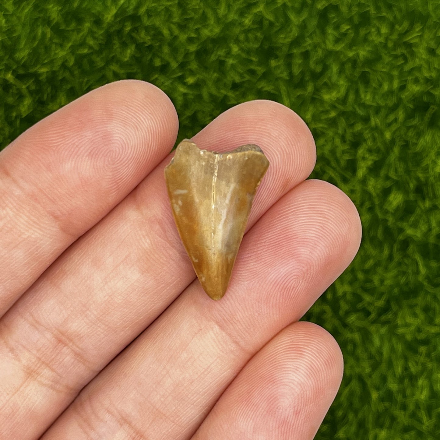 .90" Mako Shark Tooth Fossil