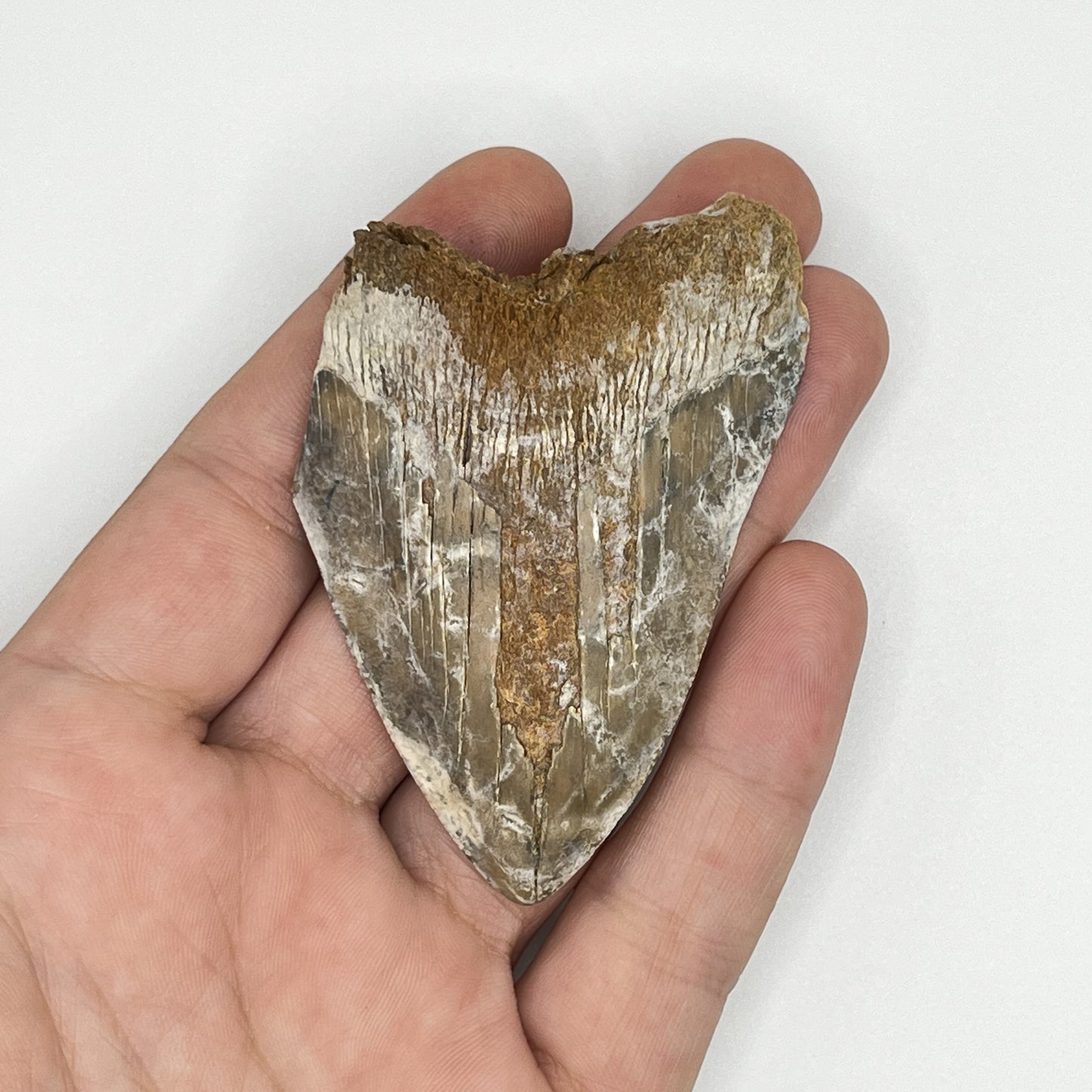 2.72" Extinct Otodus Megalodon/Chubutensis Shark Tooth Fossil