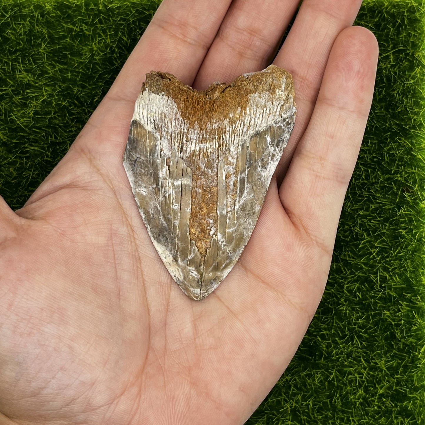 2.72" Extinct Otodus Megalodon/Chubutensis Shark Tooth Fossil