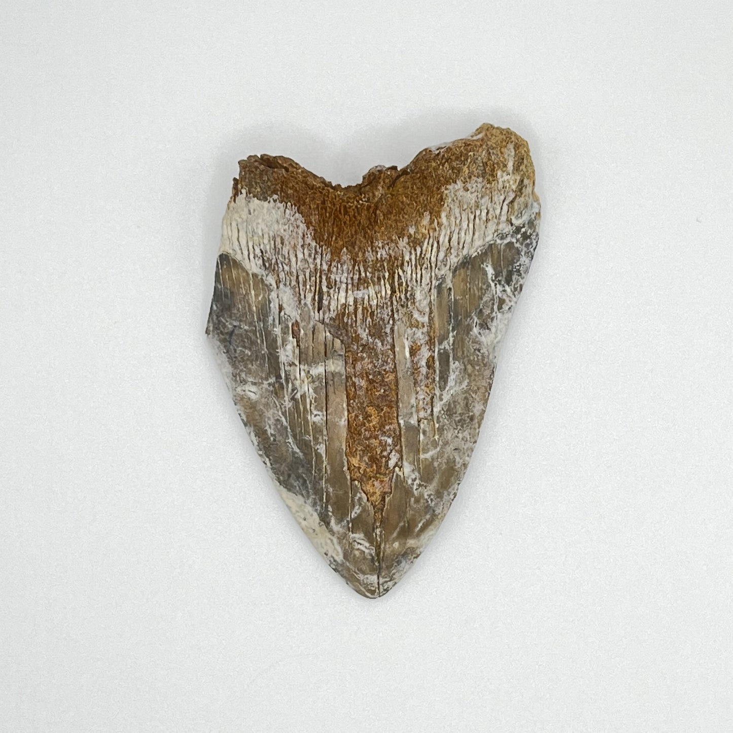 2.72" Extinct Otodus Megalodon/Chubutensis Shark Tooth Fossil