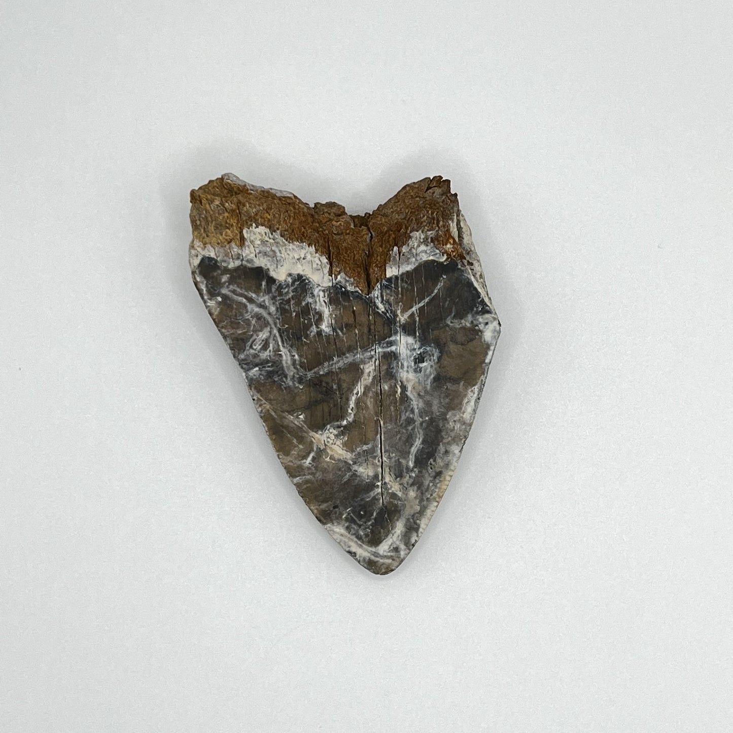 2.72" Extinct Otodus Megalodon/Chubutensis Shark Tooth Fossil