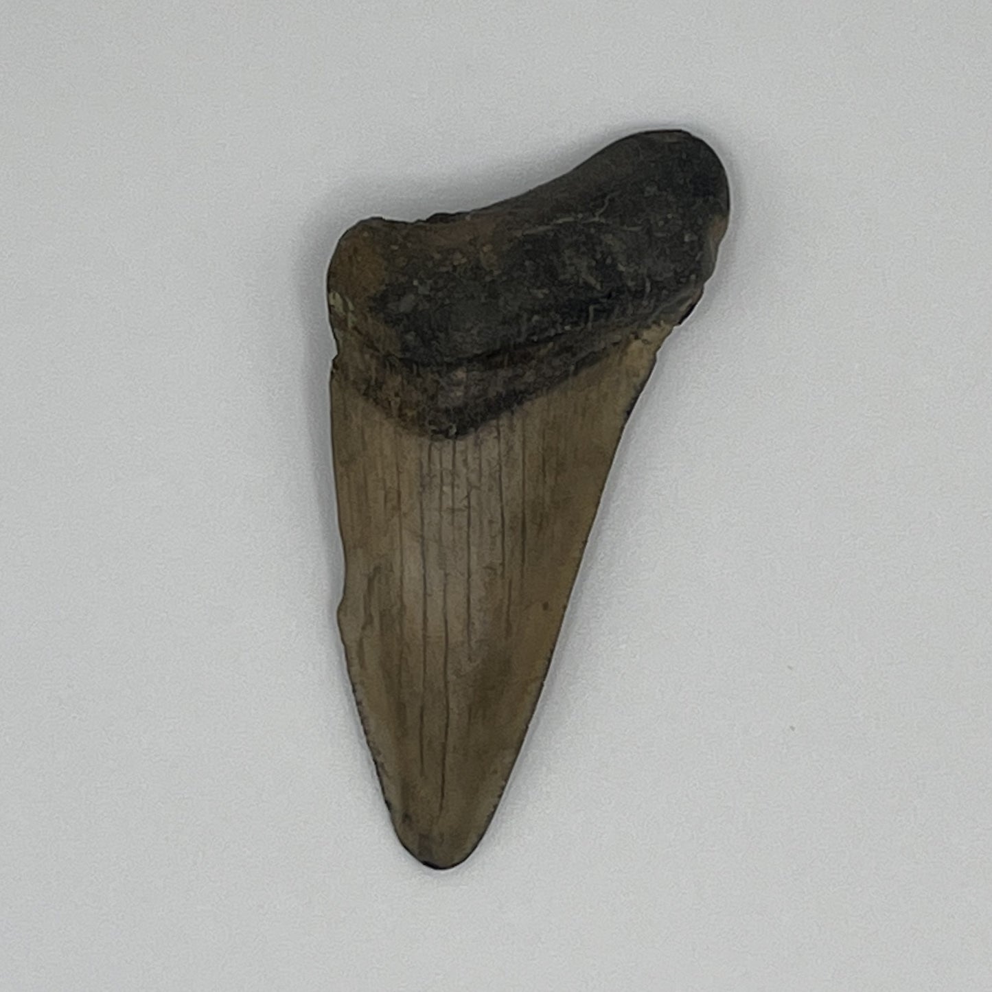 2.11" Extinct Angustidens/Megalodon Shark Tooth