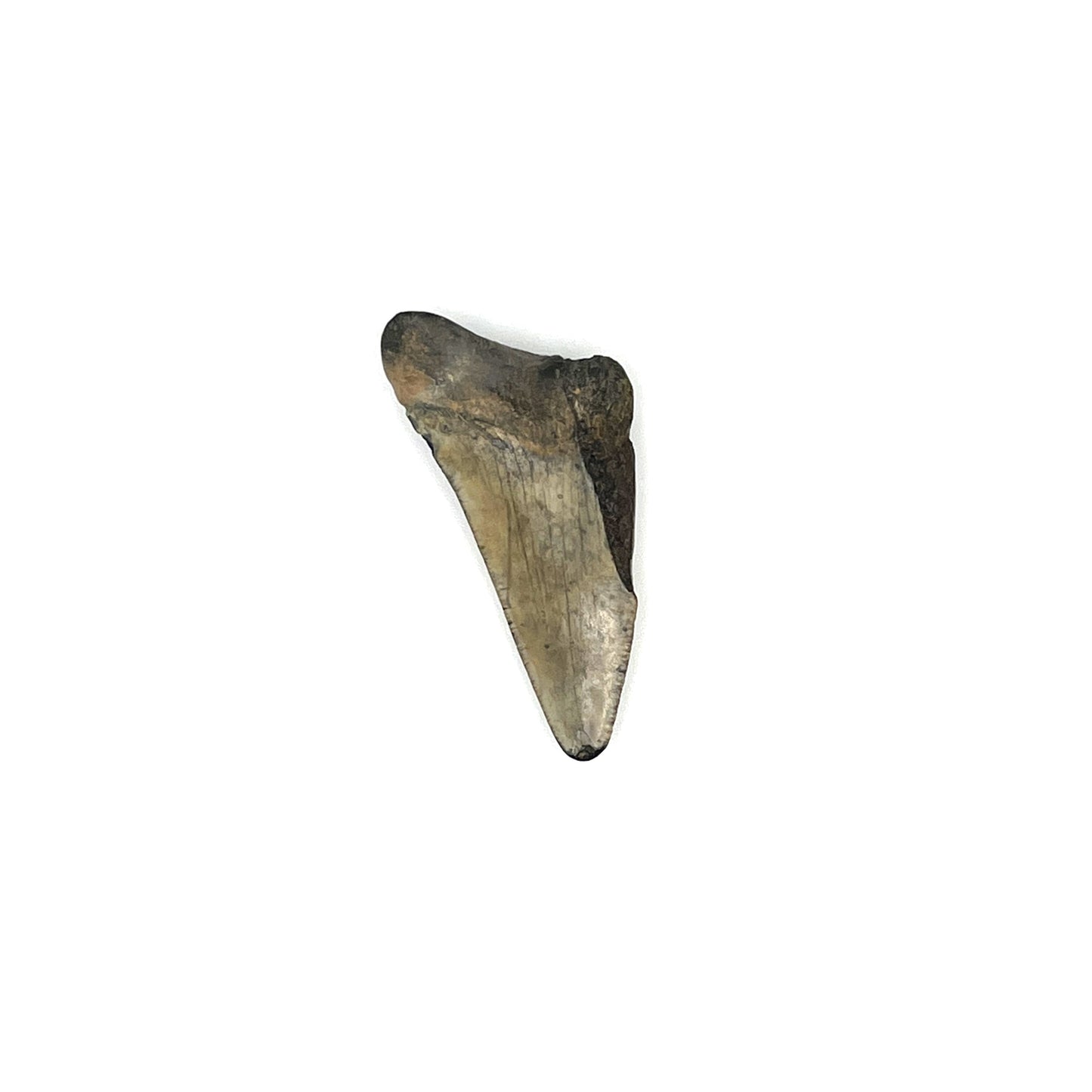 2.11" Extinct Angustidens/Megalodon Shark Tooth